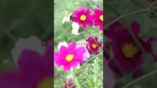 ⚘️⚘️⚘️