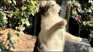 ハイタッチから猫パンチへギア上げて強弱付けるキジ白猫姫