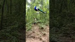 Peacock catch🦚🦚 #trending 🦚#videoviral #junglepeacock🦚🦚 #short #youtubeshorts