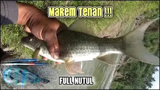 Marem Tenan !! Full Nutul Melem