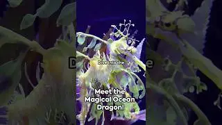 Meet the Magical Leafy Sea Dragon! 🌈🐉