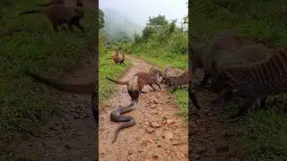 VIRAL ANIMAL (AI Wildlife Simulation) #mongoose #snake #wildlife