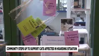 Community steps up to help adopt rescued cats in need