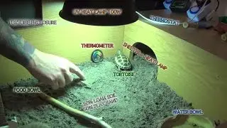 RUSSIAN / HORSEFIELD TORTOISE CARE AND SETUP