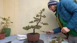 Jałowiec(Juniperus) bonsai-przycięcie korony