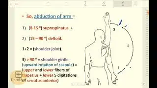 Shoulder Region & Axilla || musculoskeletal system ||