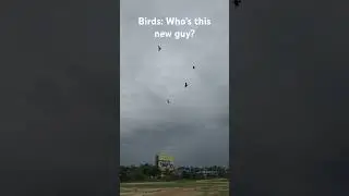 Real-Time Control of Flapping-Wing Robot  #MechanicalBird #RobotBird #BirdVsRobot #flyingrobot
