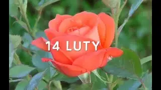 14 luty - życzenia walentynkowe