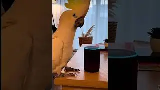 Alexa, play music.. #parrots #parrottalking #parrotlover #parrot #parrotvideo #parrotsound #birds