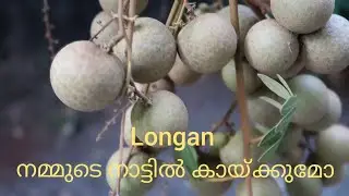 Longan fruit