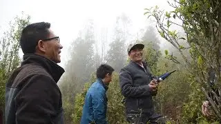 In the Li Family's Crassicolumna tree grove