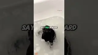 Как научить кошку не есть случайные вещи #шорты #кошки #дрессировка