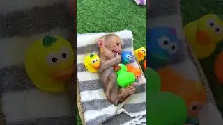 #BabyMonkey #BabyMonkeyPlaytime #AdorableMonkey #CuteMonkey #MonkeyFun #CuteAnimals #FunnyAnimals