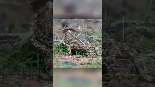 Как ящерка защищается от змей. Рогатая ящерица.
