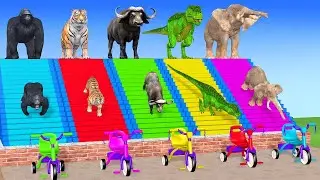 Save Your Friend! Unlock the Correct Door Adventure 🐘🦁🗝️