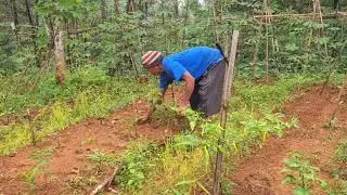 Traditional Weed Clearing in Rural Farming #RuralAgriculture #TraditionalFarming