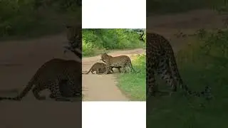 Leopard mother with Three  cubs 🖤 #Yala  National Park #shorts