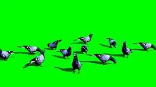 Birds Group Of Pigeons Green Screen Effect Videos full green screen effects video for this channel
