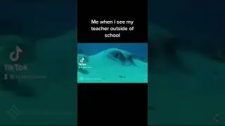 Wtf pufferfish meme