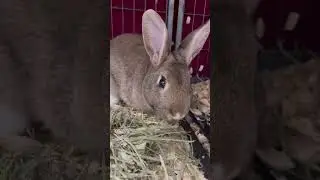 Meet Molasses a rabbit currently available for adoption! 12/5/2023 4:47:24 PM
