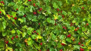 Hawthorn bush laden with berries.