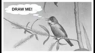 How To Draw Realistic Birds In Graphite, Detail & Feather Texture