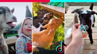 OS CABRITINHOS MAIS FOFOS E ENGRAÇADOS DO TIKTOK | Animais Fofos