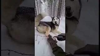 Heart-Stopping Animal Rescue in the Snow ❄️