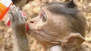 Orphan Dustin Baby Monkey So Hungry Milk| I'M HUNGRY So Much AND Please Help ME | Baby Monkey Videos
