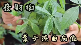 【天天小花農】發財樹葉子出現捲曲病徵時，簡單幾招，就能輕鬆解決