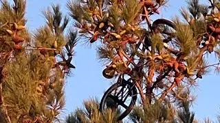 Hyper BMX Walmart Bike Durability Test