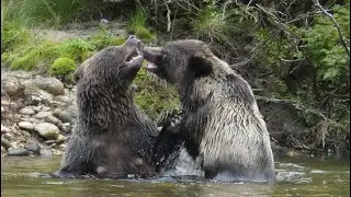 Great Bear Lodge - what its like to stay there. Watch grizzly bears catch salmon and play-fight.