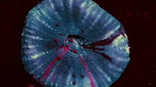 Mugre - Amapola  (Music Video / Single 2022)