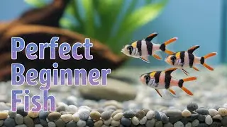 The Best Small Schooling Fish For Your Aquarium
