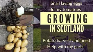 Grow your own in Scotland-need some help with my garlic