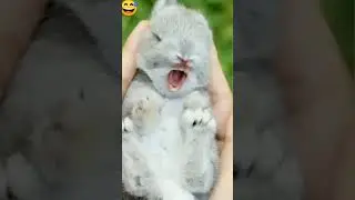 Bts members vs animals 😂😂😂😂😂#btsarmy