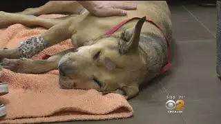 Family Dog Fighting For Its Life After Rattlesnake Bite