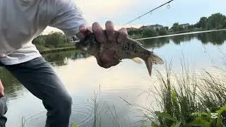 Fishing with big worms for carp