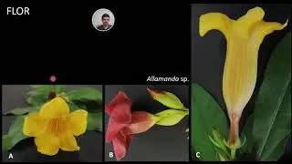 Aster&iacute;deas: Gentianales