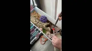 Feeding time! #snake #snakevideo #cobra #hognosesnake #ballpython #beardeddragon #snakefeeding 