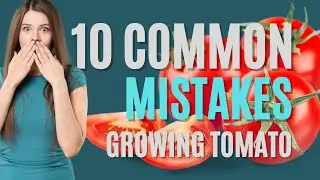 Tomato Troubles: 10 Common Mistakes and How to Avoid Them