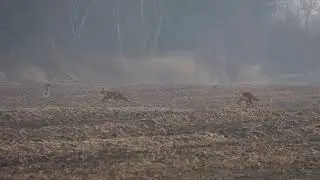 Paartijd vossen Fochtelo&euml;rveen