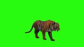 Free Green Screen Effect | Tiger 3D Animation | Green Screen Effect | Chroma Key | 4K Video