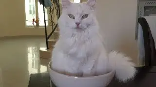 Ваш кот контролирует вас