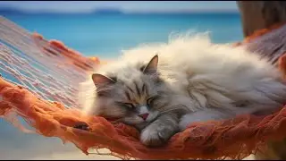 Relaxing in Paradise Ragdoll Cat Enjoys a Soothing Hammock Nap by the Sea