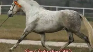 UPDATED VIDEO!!! Rockstar Movement with Angel Mind. PRE ANCCE Inscribed Colt for Sale!
