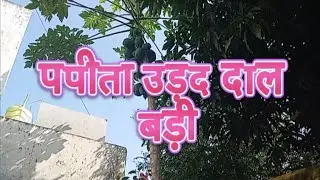 पपीता और उड़द दाल की बड़ी  #papaya #papayaplant 