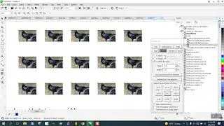 Corel Draw Tips & Tricks Resize some or all item at the same size Part 2 CROP