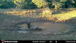 Big Bull Elk in The Rut | Big Bulls Wallowing
