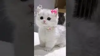 Cats leave paw prints on your ❤️#cats lovers# comment  red heart #and heater send black heart#fypp #